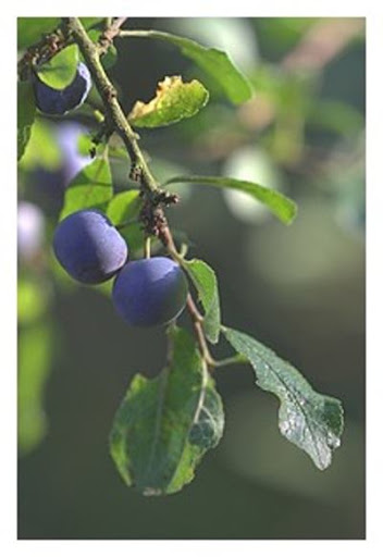 ����� ���� ����� ������� Prunus spinosa.jpg